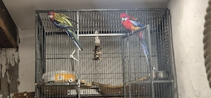 Prachtrosella und Pennantsittich