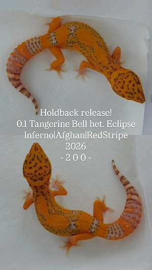 Leopardgecko Jungtiere | Weibchen | Bell Tremper Bold Black Night Panda 