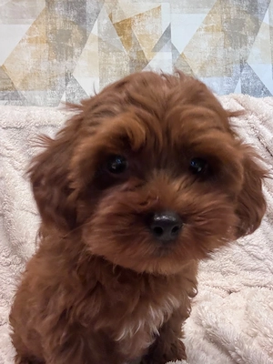 Maltipoo welpen Rüde