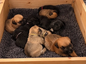 Boxer-OEB-Labbi mix welpen