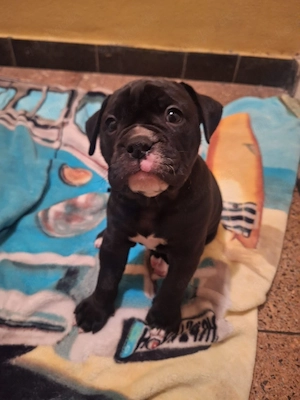 Old englische Bulldogge 