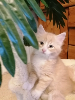 BKH *Mix*Kitten