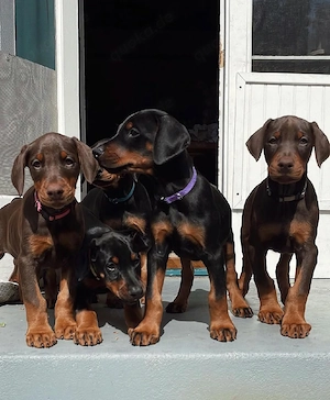 Dobermannwelpen suchen ein gutes Zuhause
