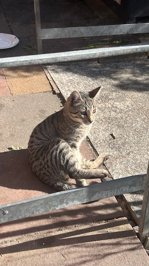 katze fulda  5 monate
