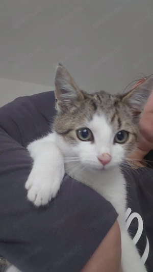Dringend liebevolles Zuhause für jungen Kater gesucht 