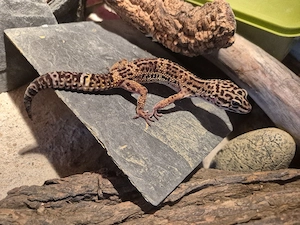 Leopardgeckos Black Night & MS WY BA het Radar