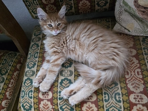 Reinrassige Maine Coon Kitten 2 Mädchen 1 roter Kater 