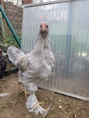 1 Junghahn Brahma isabell perlgrau, groß