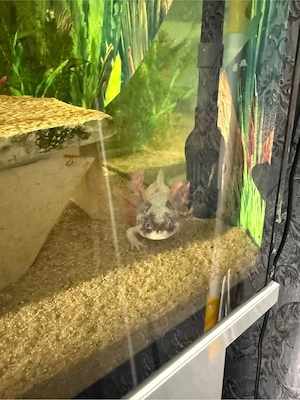 Aquarium und Axololt mit Fische