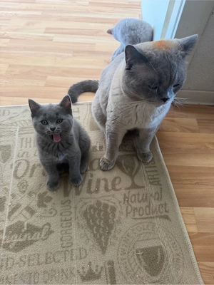 Zwei süße Britisch-Kurzhaar-Kater suchen ein liebevolles Zuhause 
