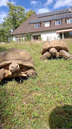 sporschildkröte sulcata Zuchtgruppe 