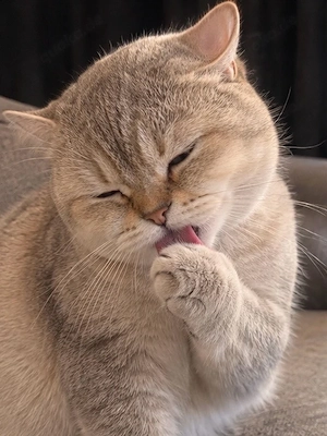 British Shorthair Kater, 1 Jahr 