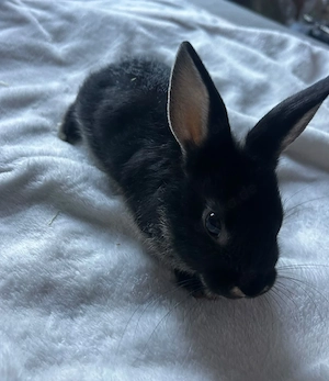 Zwerg kaninchen 