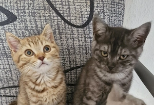 Abholung jederzeit,  Britisch Kurzhaar 3 kitten frei Bkh