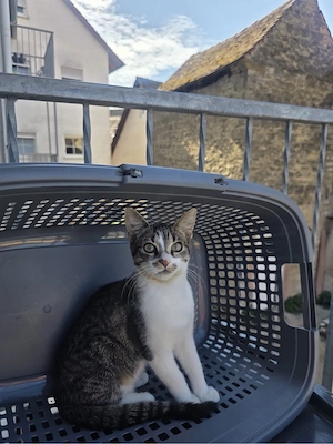 1 katze und ein 1 kater 