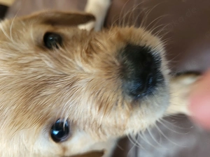 Labradoodles, Startklar für ein neues Abenteuer