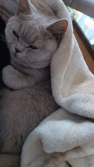 Reinrassige BKH Kitten Stammbaum ab Sofort abzugeben 
