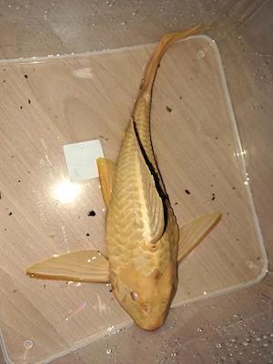 Wabenschilderwels schwarz und albino