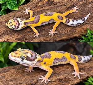 0.1 Leopardengecko  Mädchen