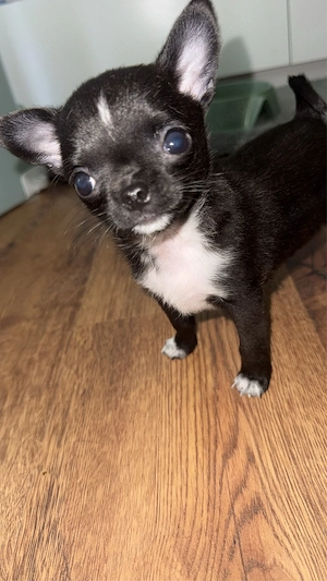 reinrasssige extrem kleine chihuahua Hündin   