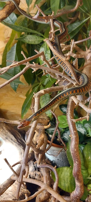 2,2 Thamnophis sirtalis infernalis,  Strumpfbandnattern 2 Paare