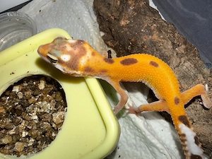 0.1Leoparden Geckos 