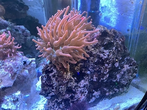 Anemone Meeressser aquarium 
