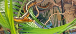 2,2 Thamnophis sirtalis infernalis,  2 Paare, Strumpfbandnattern 
