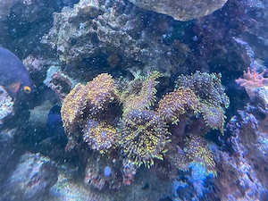 Scheibenanemone 