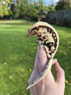 0.1 Correlophus ciliatus Kronengecko lilly white Weibchen adult 
