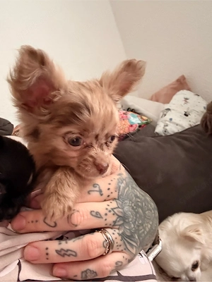 Schoko Merle Chihuahua Hündin 