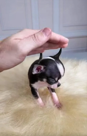    Chihuahua-Welpen suchen ein Zuhause mit Herz und Verantwortung