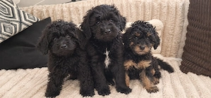  Zucker süße Shih Poo Welpen F1b Generation bald Abgabe bereit!! 