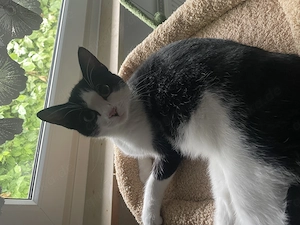 Hauskatze schwarz weiß 