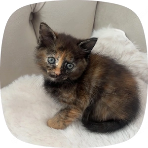 Zwei süße Britisch-Kurzhaar-Kitten suchen ein liebevolles Zuhause 
