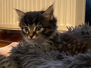 süße Katzenkinder anzugeben 