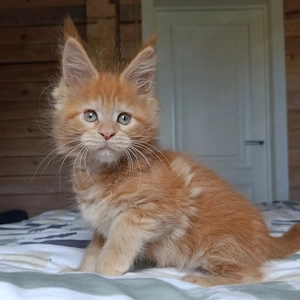 Wunderschöne reinrassige Maine-Coon-Kätzchen in Rot und Orange