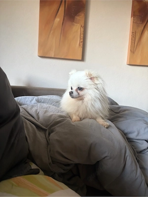 swergspiz pomeranian