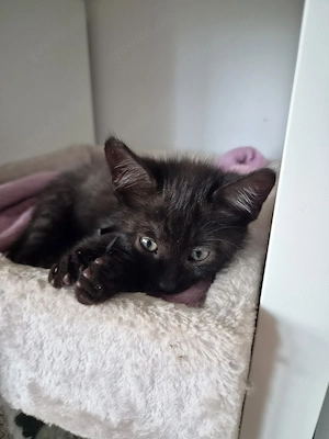 8 Katzen Kitten abzugeben 
