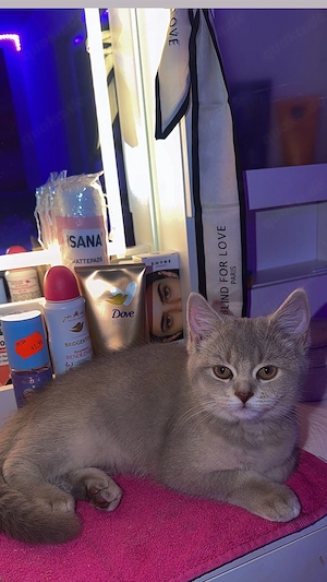 Bkh Katze abzugeben   