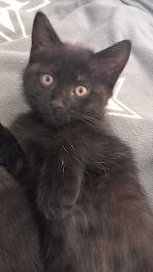 Liebevolle BKH Siam Mischling Kitten suchen ihr Für-immer-Zuhause   