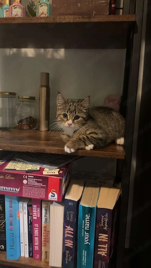 Bkh + Perser Mix kitten