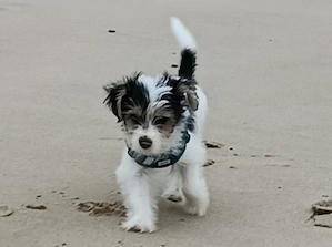 Biewer Yorkshire Terrier Welpe Hündin 