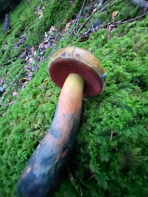 Big dick für Cam Zuschauerin 