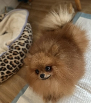 Pomeranian 3 jahre 