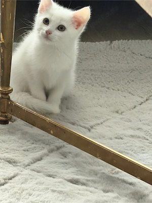 Kitten Luna sucht zuhause 