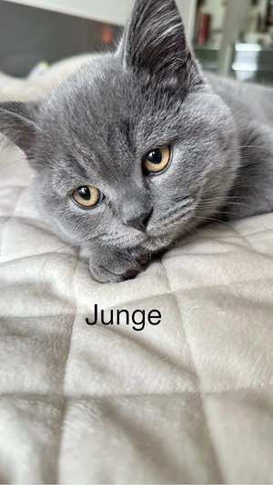Reinrassige BKH-Kitten - kleine Traumkätzchen suchen ihr Zuhause