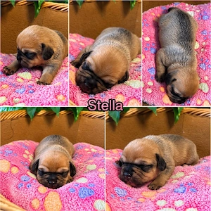 Puggle meet's Beagle 