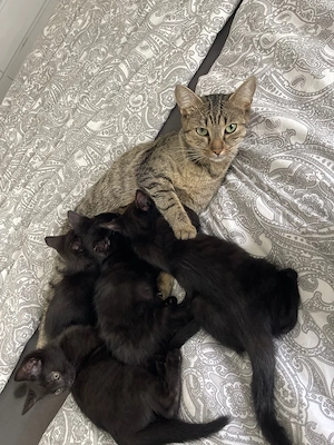  4 bezaubernde Tabby-Kitten suchen paarweise ein liebevolles Zuhause!