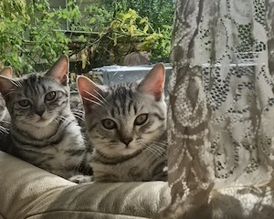 BKH kitten 2 Mädchen  sind noch frei und abgabebereit für beide 400